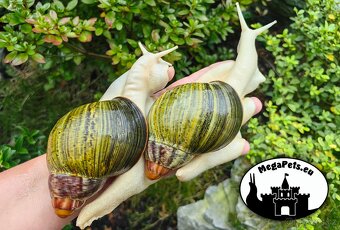 Africké slimáky Archachatina ventricosa / Achatina terárium - 2