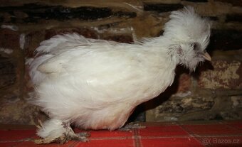 Hedvábnička USA - slepička a kohoutek - 2
