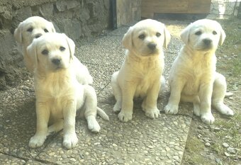 Labrador smetanová fenka s PP - 2