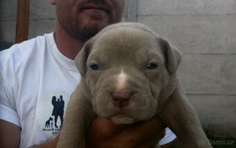 American Bully - ch.s Family Muscle Bullies - 2