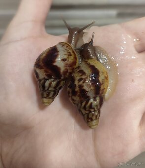 Africký šnek Lissachatina reticulata - 2