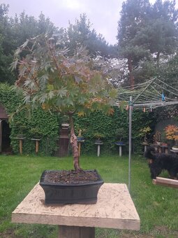 Bonsaj,bonsai Javor - 2