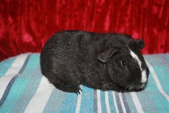 Morčátka krátkosrstá kluci z chs - 2