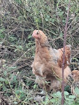 Kohoutek brahmanka velka - 2