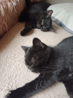 Daruji  koťátka - 2