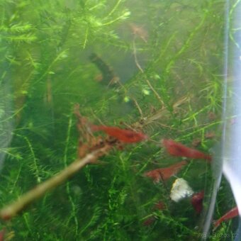 Krevetky White Pearl 1cm - 2