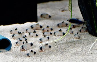 Corydoras Panda - Pancéřníček panda - 2