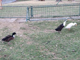 Indický běžec - 2