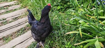 Nabízím Kohouta Marans - 2