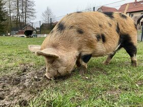 Kune kune - 2