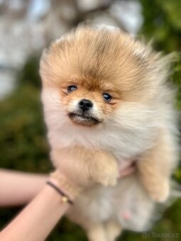 Pomeranian s PPFCI - 2