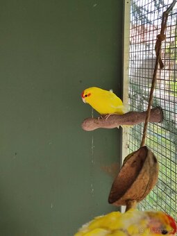 Kakariky - 2
