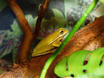 Rosnička karolínská (Hyla cinerea) - 2