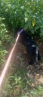 Labrador a zlatý retrievr - 2