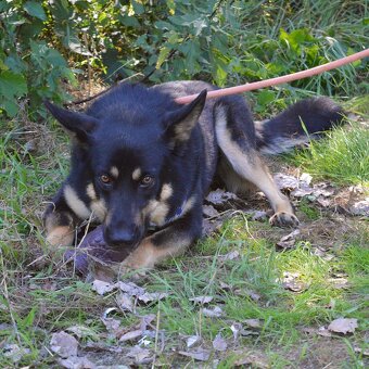 Janot hledá domov - 2