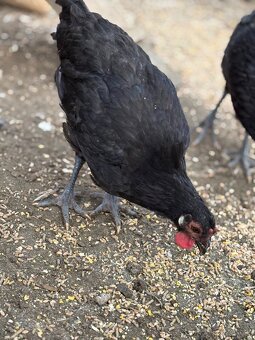 Kohouti laflešky - 2