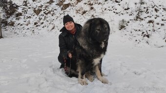 Kavkazský pastevecký pes - krytí fen s PP - 2