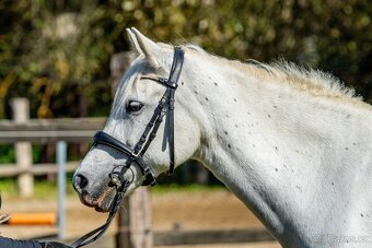 Líbivá connemara klisna do sportu - 2