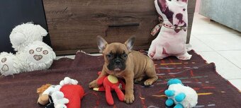 Francouzský buldoček - 2