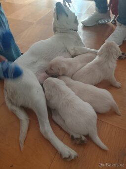 Labradorský retrívr - 2