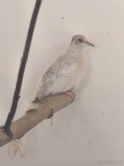 Holoubek diamantový - 2