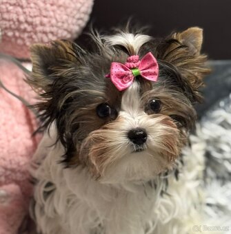 Biewer jork(Yorkshire)terier- fenka s pp - 2