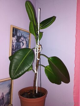 Fíkus kolem 1 metrů výška - 2