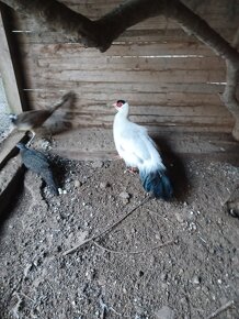 Bažant tibetský - 2