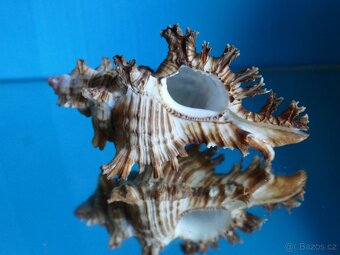 Chicoreus torrefactus - 2