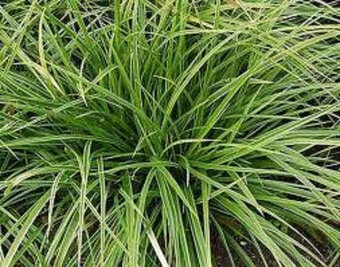 Okrasná travina Carex Morowii, panašovaná tráva - 2