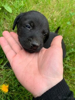 Labrador - 2