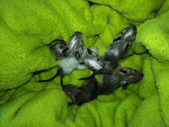 Osmák degu - 2