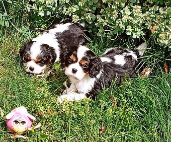 Cavalier, kavalier, cavalier king charles spaniel - 2