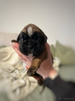 Německý boxer - Full european FCI pedigree - 2