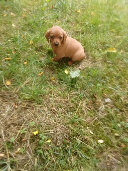 Labradorský retrívr - 2