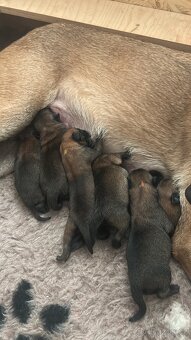 Belgický ovčák malinois-štěňata - 2