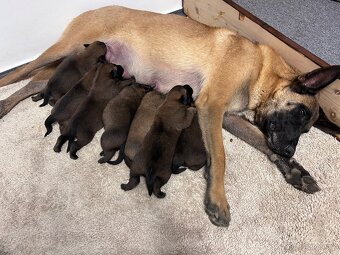 Belgický ovčák malinois - 2