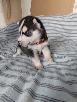 sibiřský husky štěně štěňata štěňátka - 2