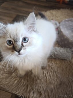 Ragdoll bez PP - 2