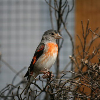 ČÍŽEK magelánský a ohnivý - 2