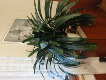 Pokojové rostliny - 2