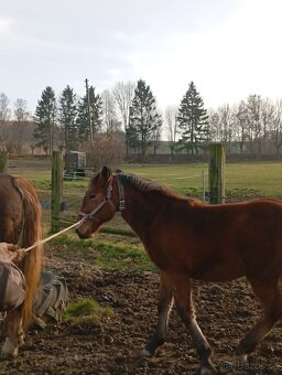 Slezký Norik SN. - 2