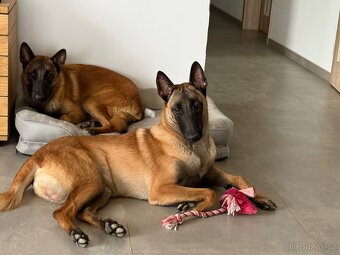 Belgický ovčák malinois s PP - 2