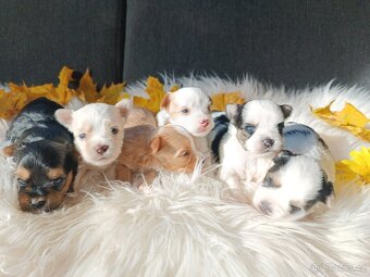 Biewer, Golddust jorkšírský teriér s PP - 2