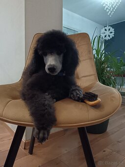 Pudl veľký (kráľovský) strieborný - 2