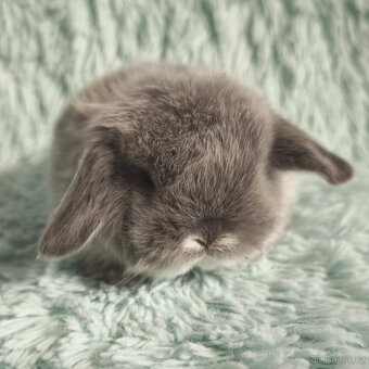 ⭐️ Vánoční ⭐️ Zakrslý beránek 🍀 U1 🍀 - 2