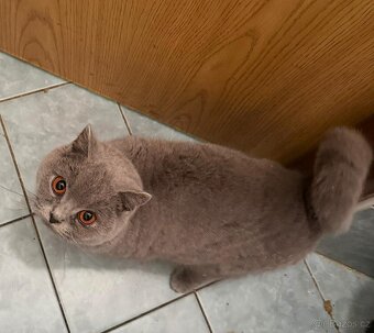 Britský modrý s PP - 2