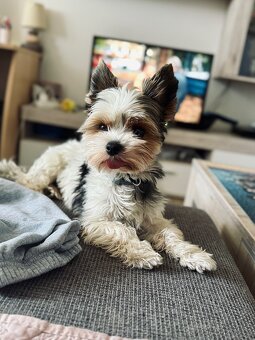 Nabízím ke krytí hezkého pejska 😊 - 2