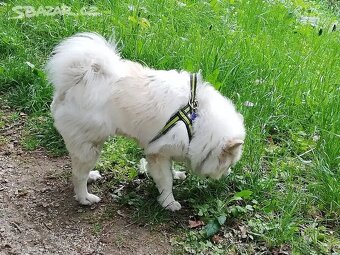 Německý špic ke krytí - 2