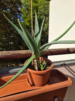 Dvě velké Aloe Vera - 2